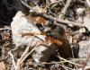 Stenopogon sp.